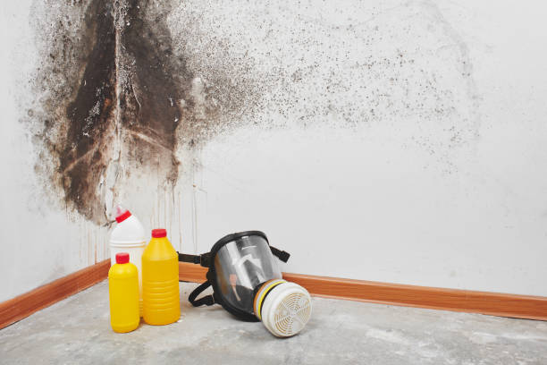 Best Mold Damage Repair  in Orange Grove, TX