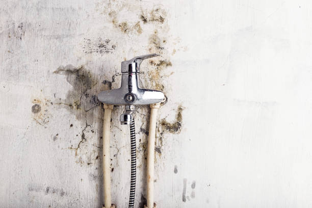 Mold Removal and Inspection in Orange Grove, TX