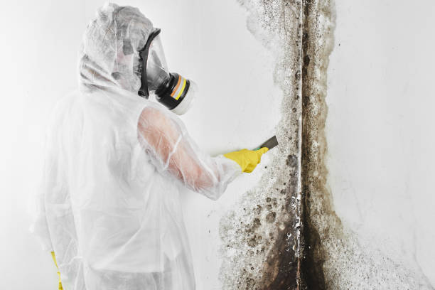Best Commercial Mold Removal  in Orange Grove, TX