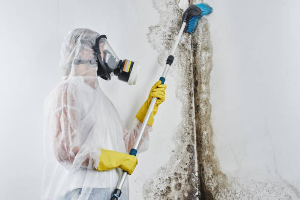 Best Mold Remediation Experts  in Orange Grove, TX