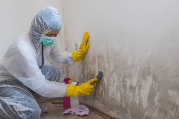 Best Home Mold Removal  in Orange Grove, TX