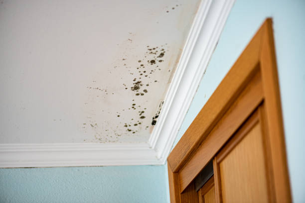 Home Mold Removal in Orange Grove, TX
