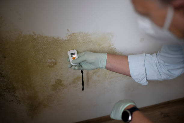Mold Removal Process in Orange Grove, TX