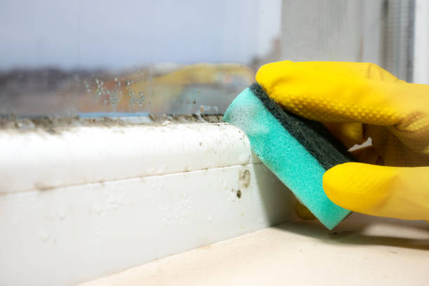 Best Professional Mold Removal  in Orange Grove, TX
