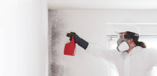 Best Same-Day Mold Removal  in Orange Grove, TX
