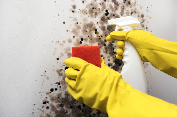 Best Mold Testing  in Orange Grove, TX