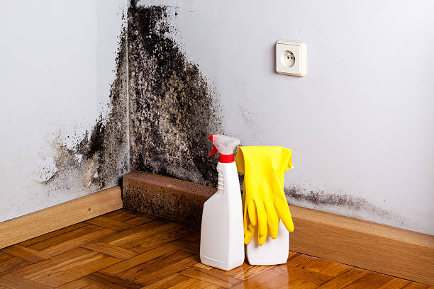 Best Mold Damage Repair  in Orange Grove, TX