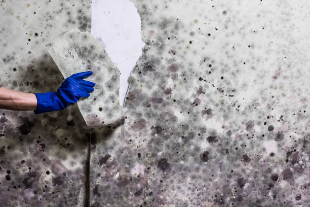 Best Mold Removal Near Me  in Orange Grove, TX