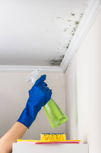Best Local Mold Removal Service  in Orange Grove, TX