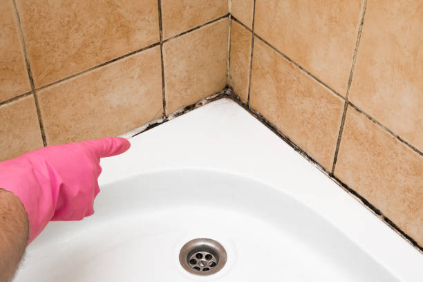 Best Home Mold Removal  in Orange Grove, TX